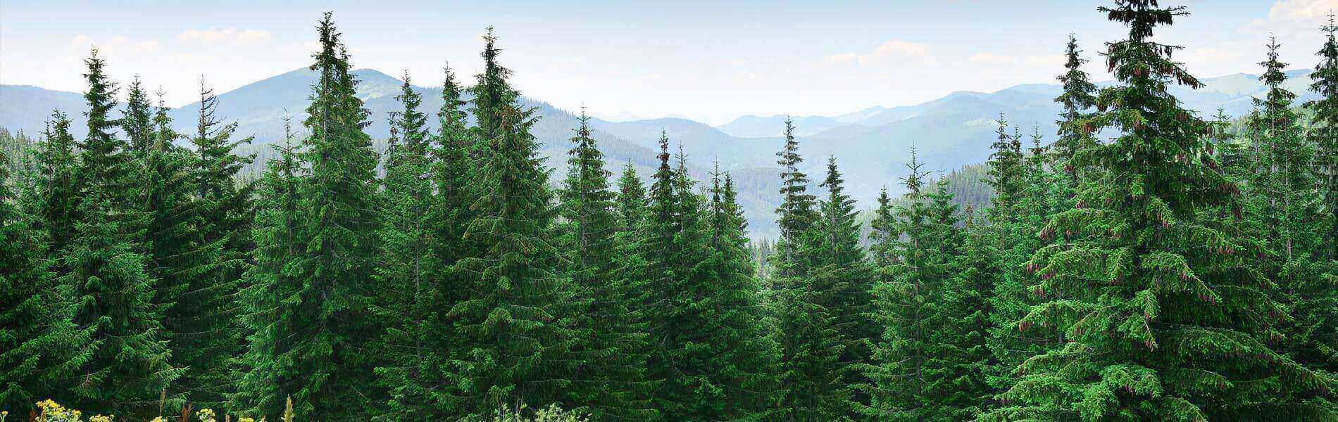Improve your Green footprint